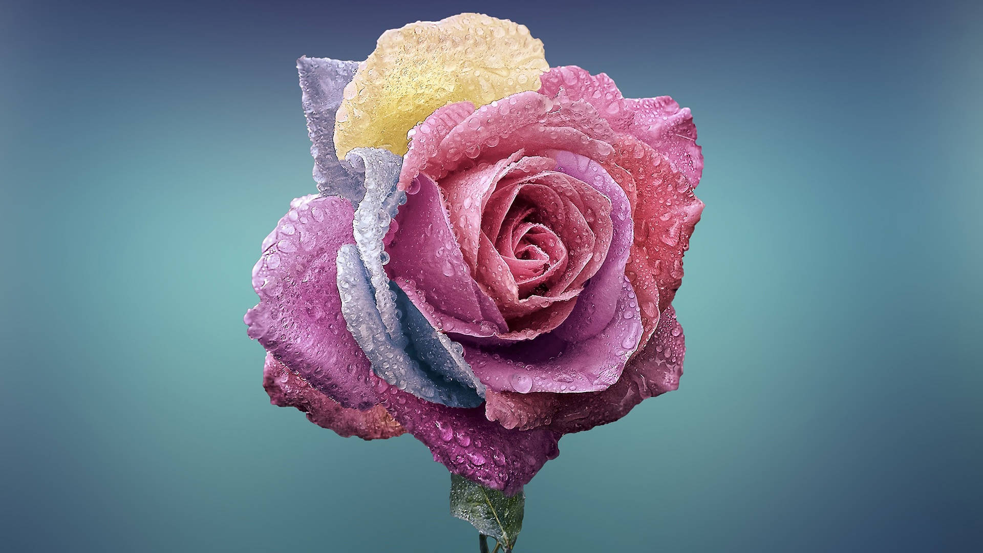 Multi-Colored Rose Full Screen 4K Flowers Wallpaper