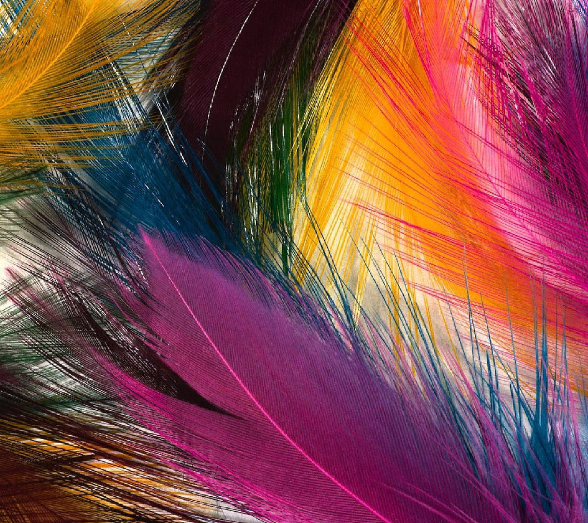 Multicolor Huge Feathers Wallpaper