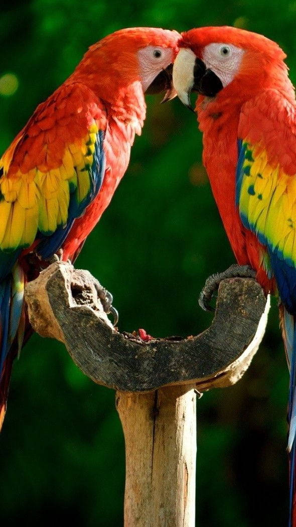 Vibrant Multicolored Parrots in Conversation Wallpaper