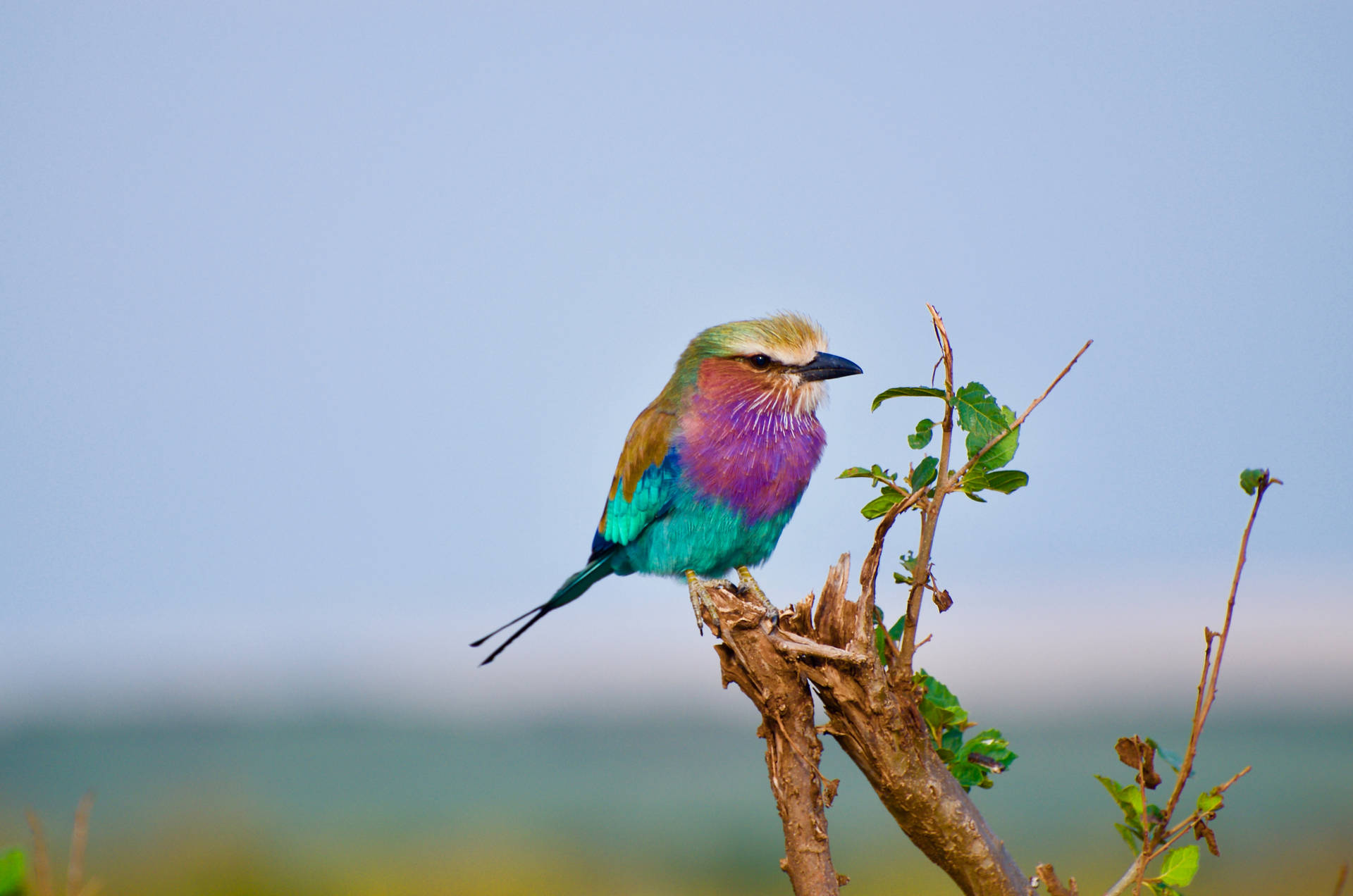 Multicolored Bird In Branch