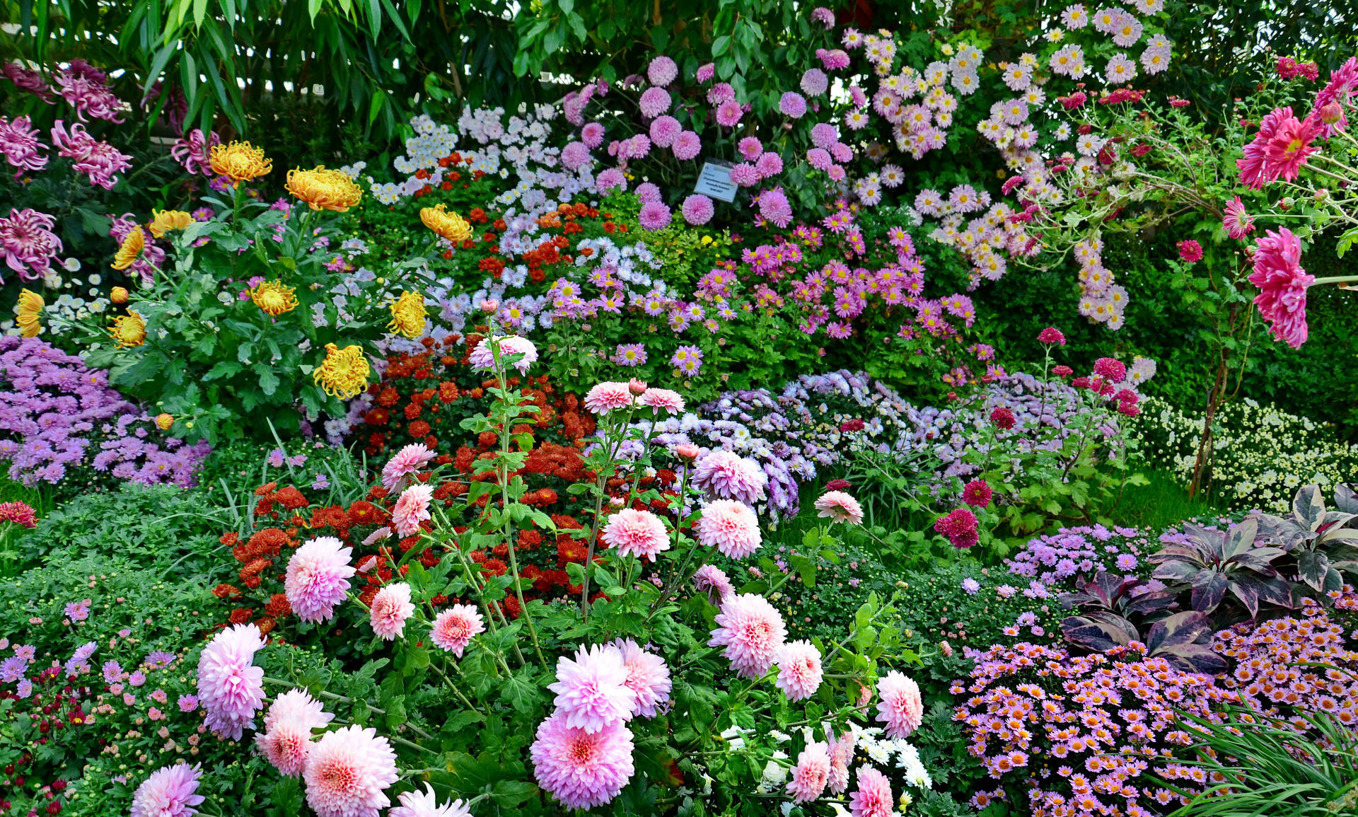 Multicolored Flower Garden Wallpaper