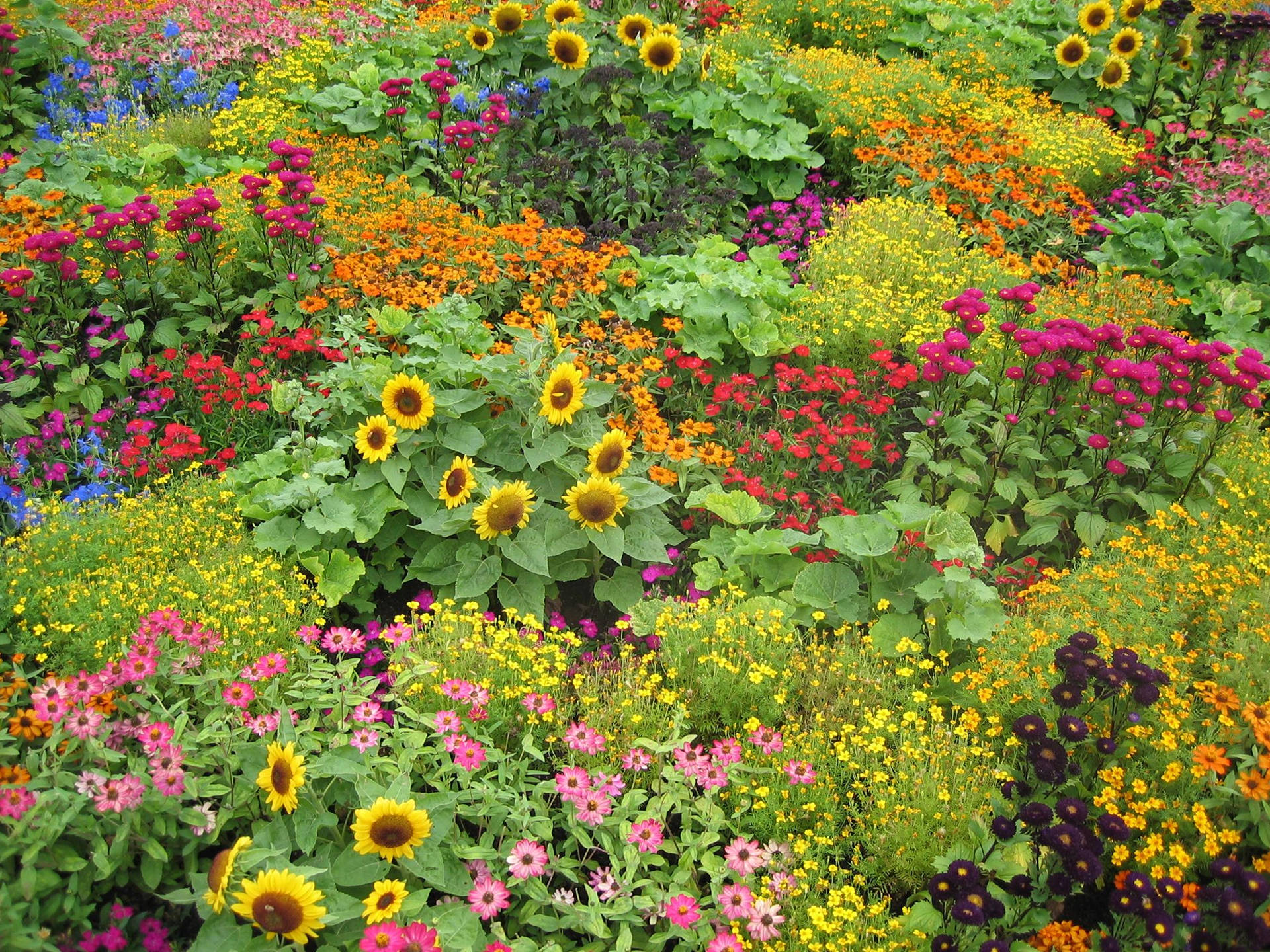 Multicolored Flower Garden With Sunflowers Wallpaper