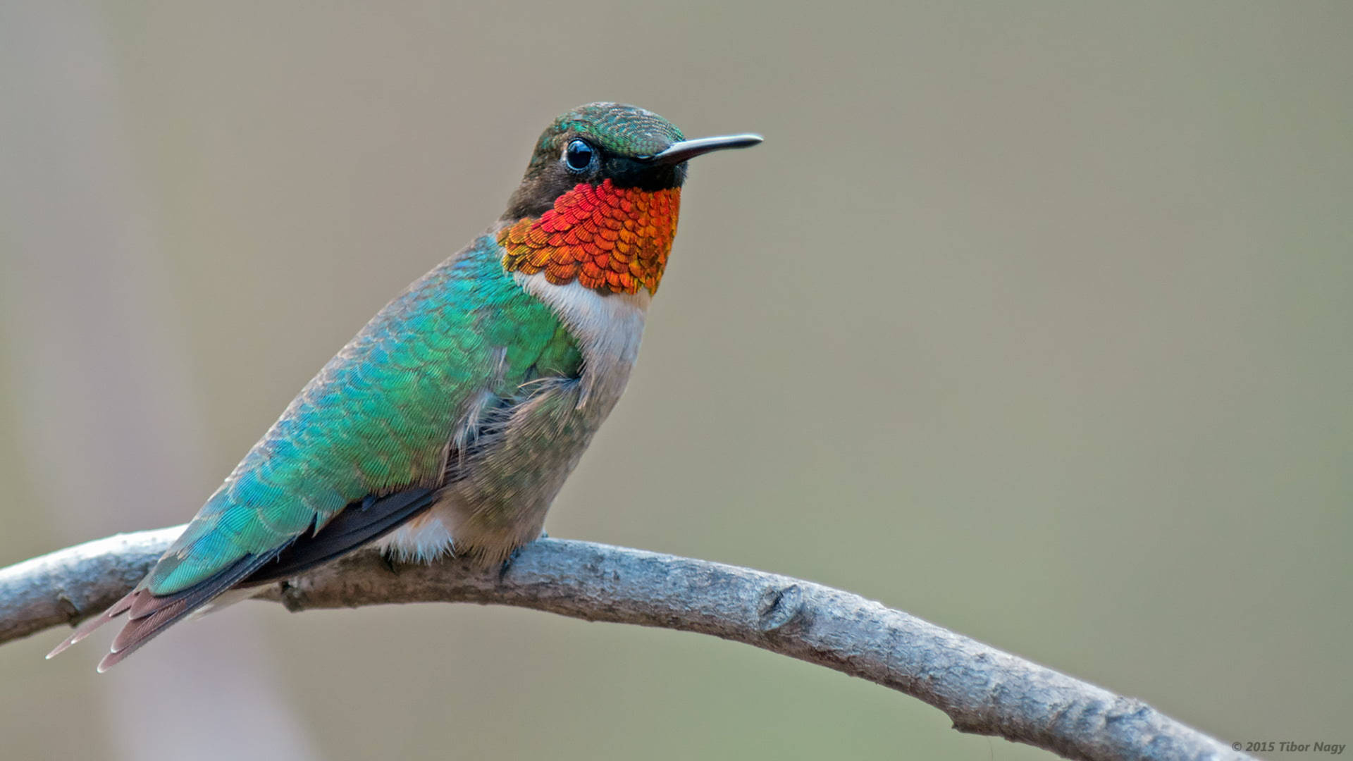 Caption: Vibrant multicolored hummingbird perched on a branch Wallpaper