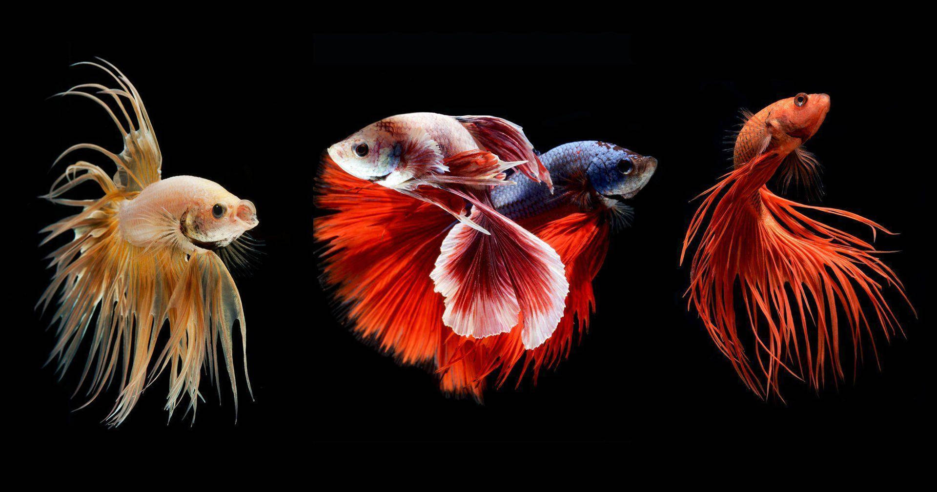 Multiple Betta Fish Wallpaper