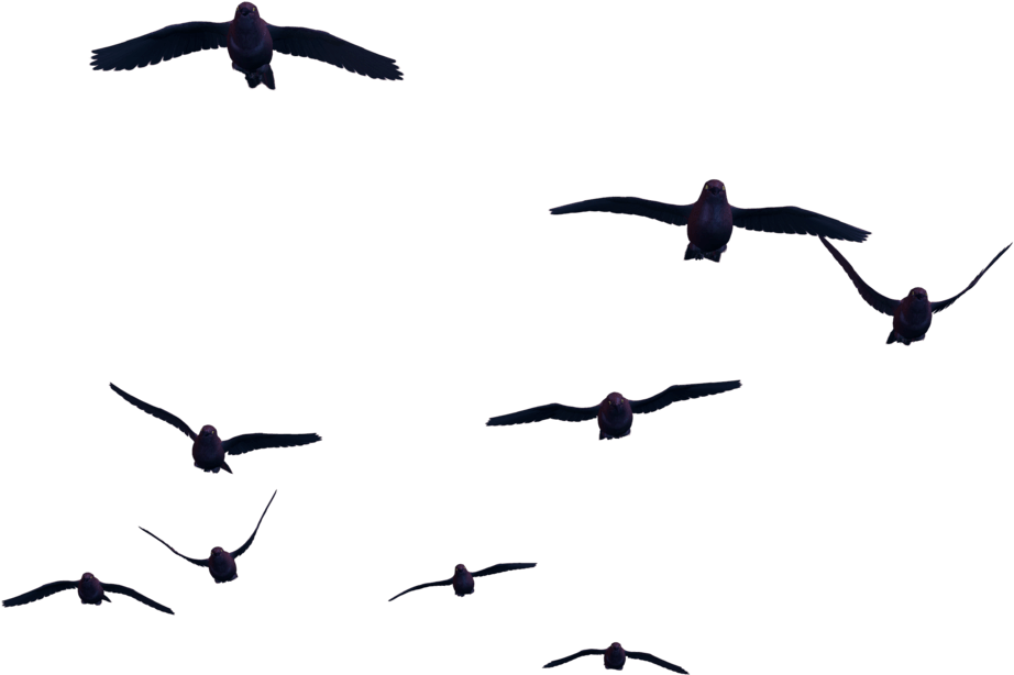 Multiple Birds In Flight Silhouettes PNG