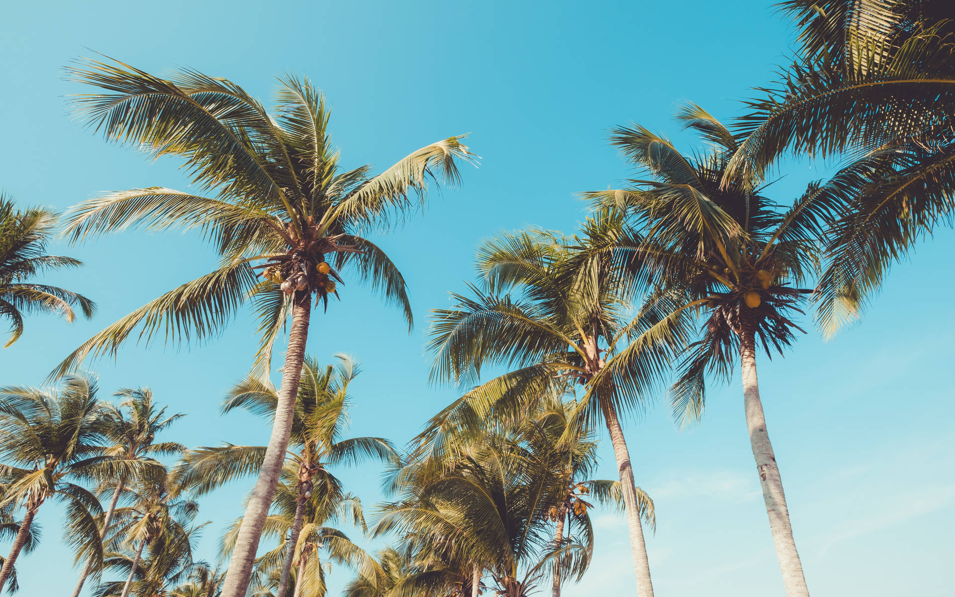 Multiple Coconut Trees Against Clear Blue Sky Wallpaper
