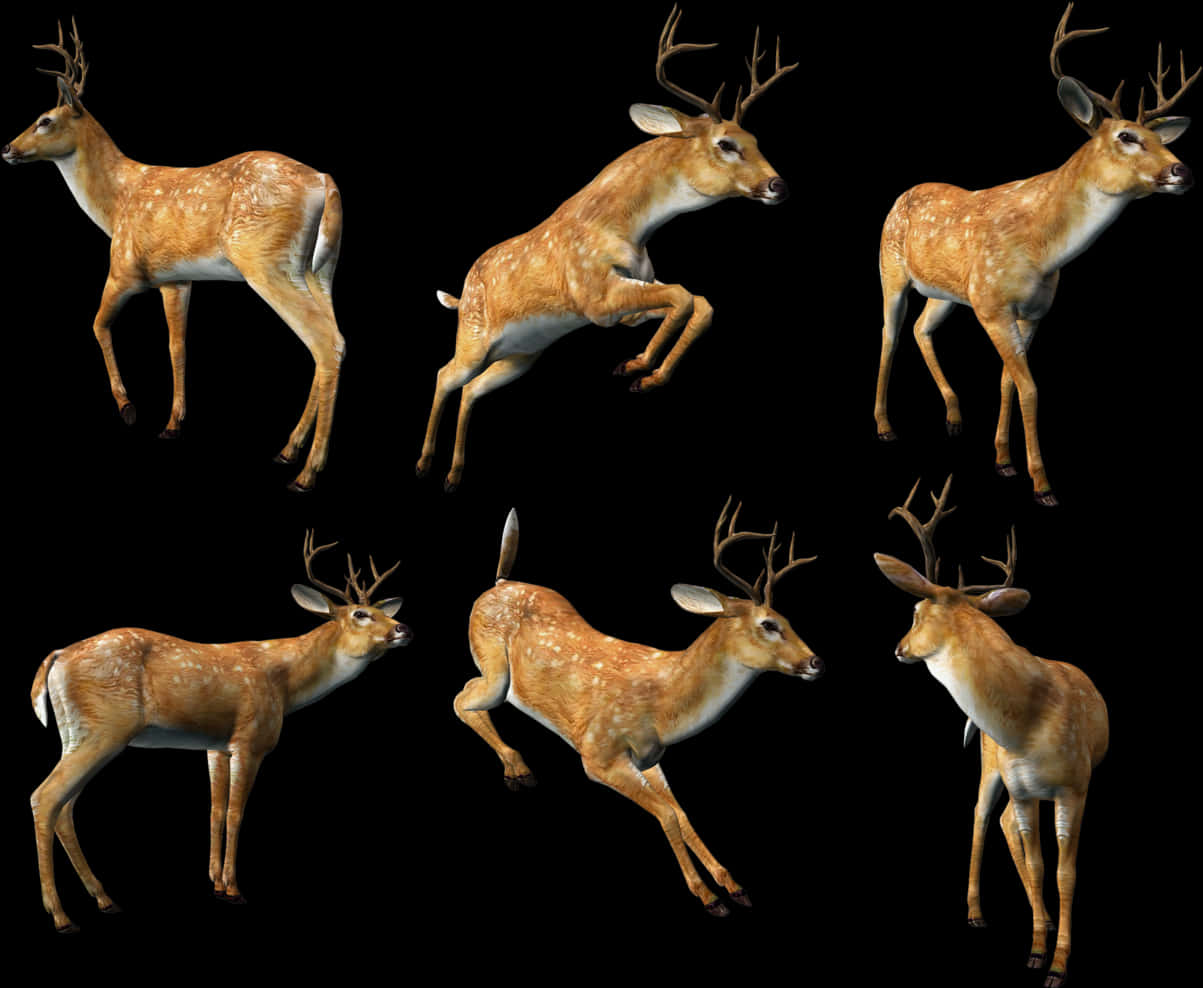 Multiple Deer Poses Black Background PNG