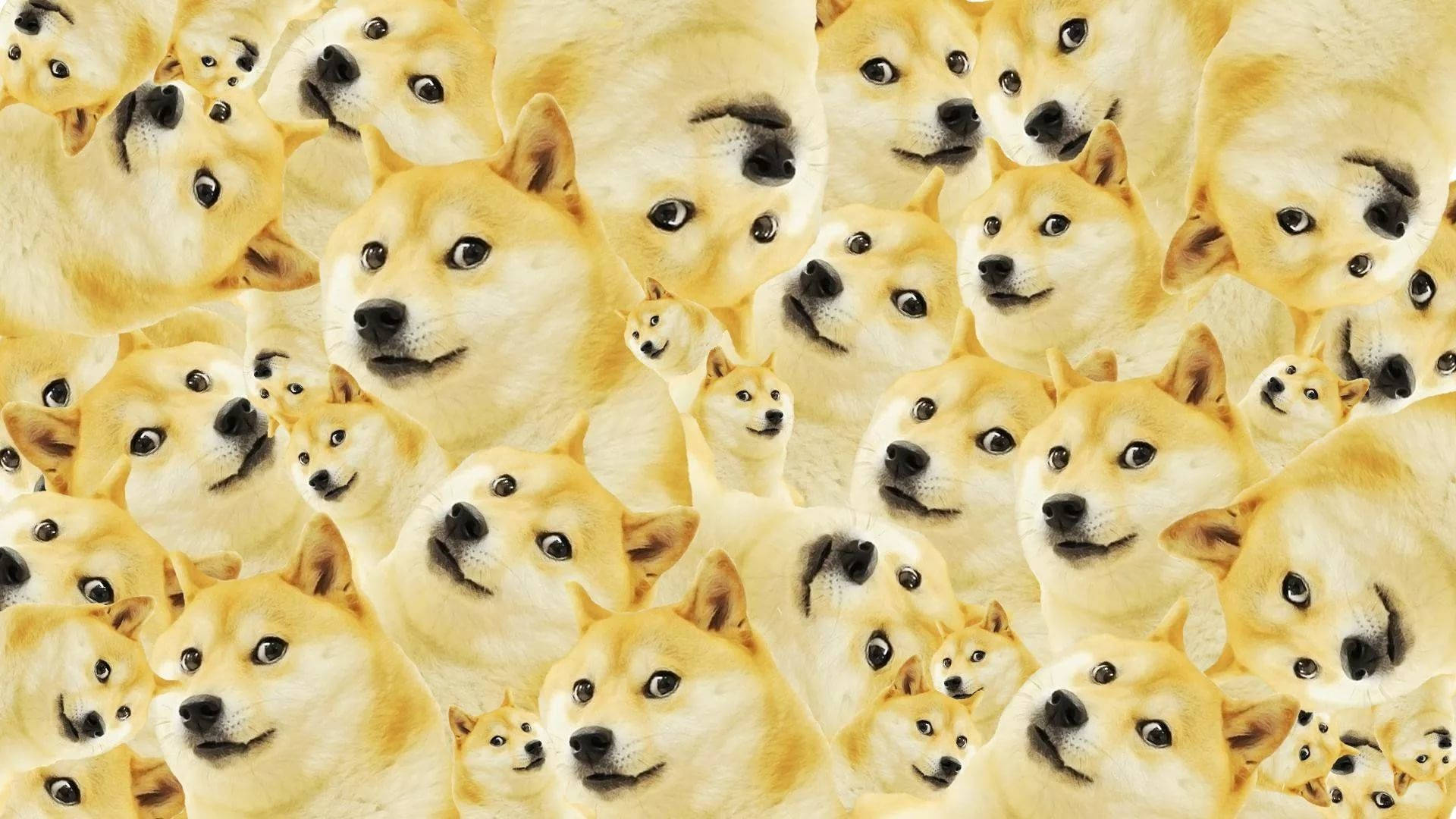 Doge faces everywhere! Wallpaper