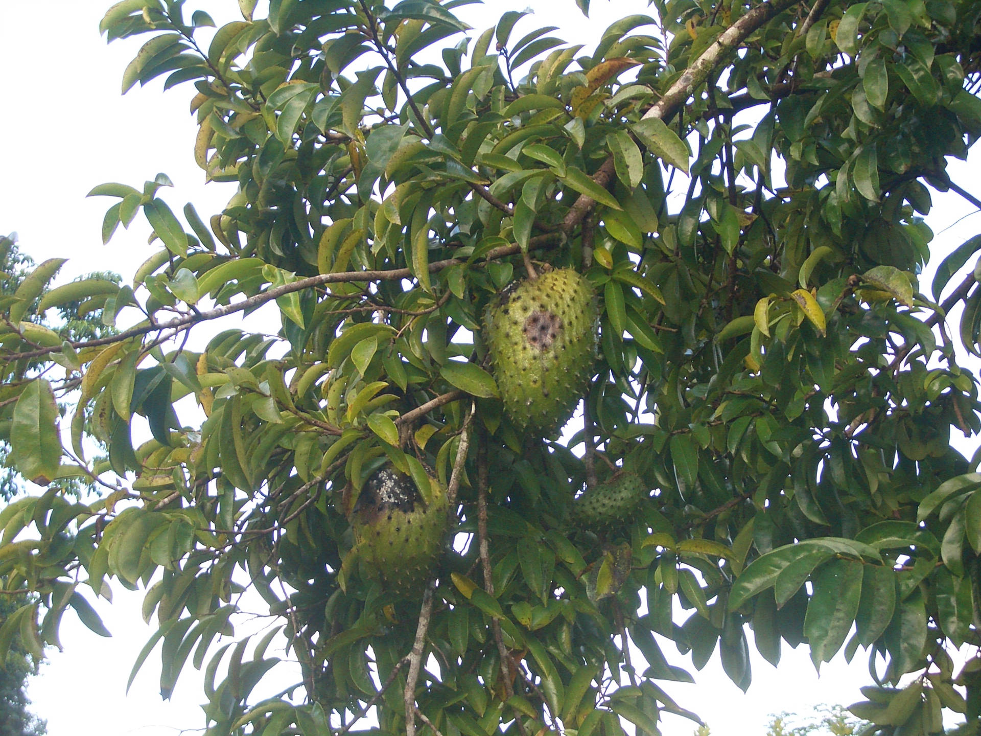 Multiple Soursop Fruits On Tree Low Angle Shot Wallpaper