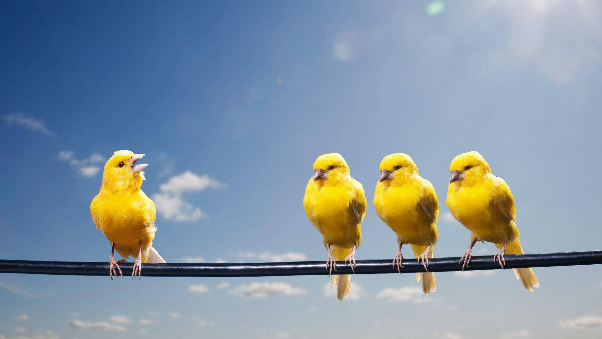 Multiple Yellow Canary Birds Together Wallpaper