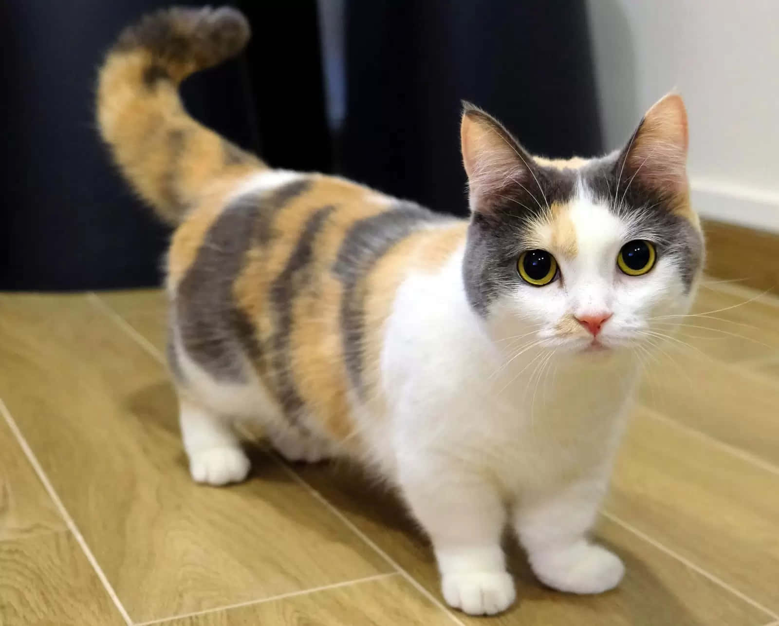 Adorable Munchkin Cat in Playful Stance Wallpaper