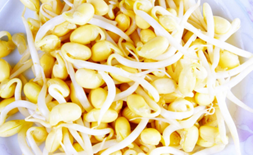 Mung Bean Sprouts Fresh Vegetable Picture