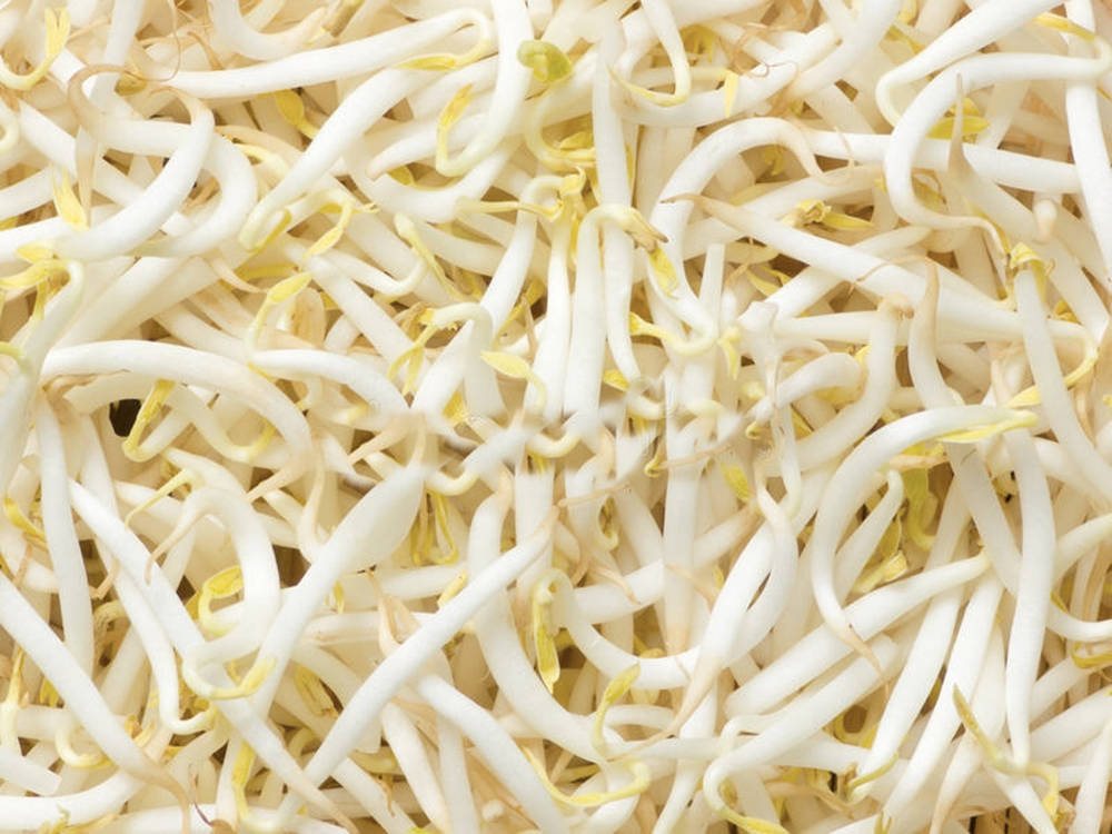 Mung Bean Sprouts Vegetable Close Up Shot Picture