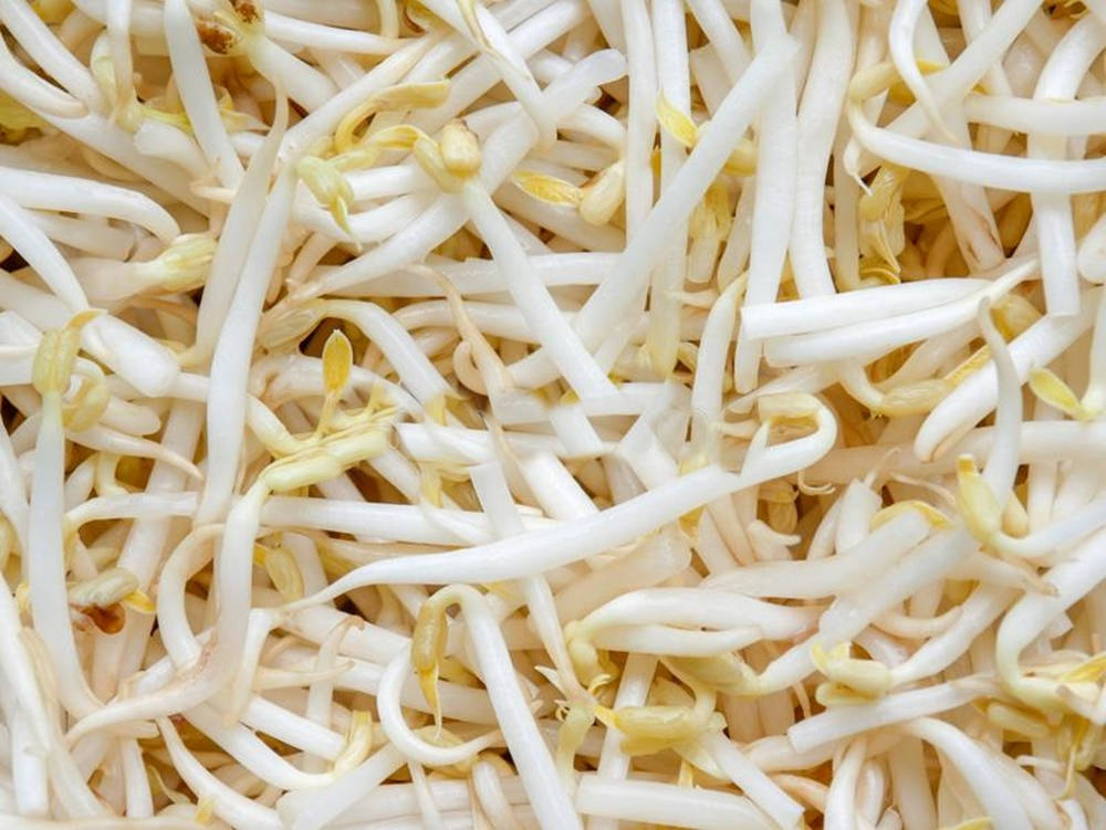 Mung Bean Sprouts Vegetable Macro Shot Picture