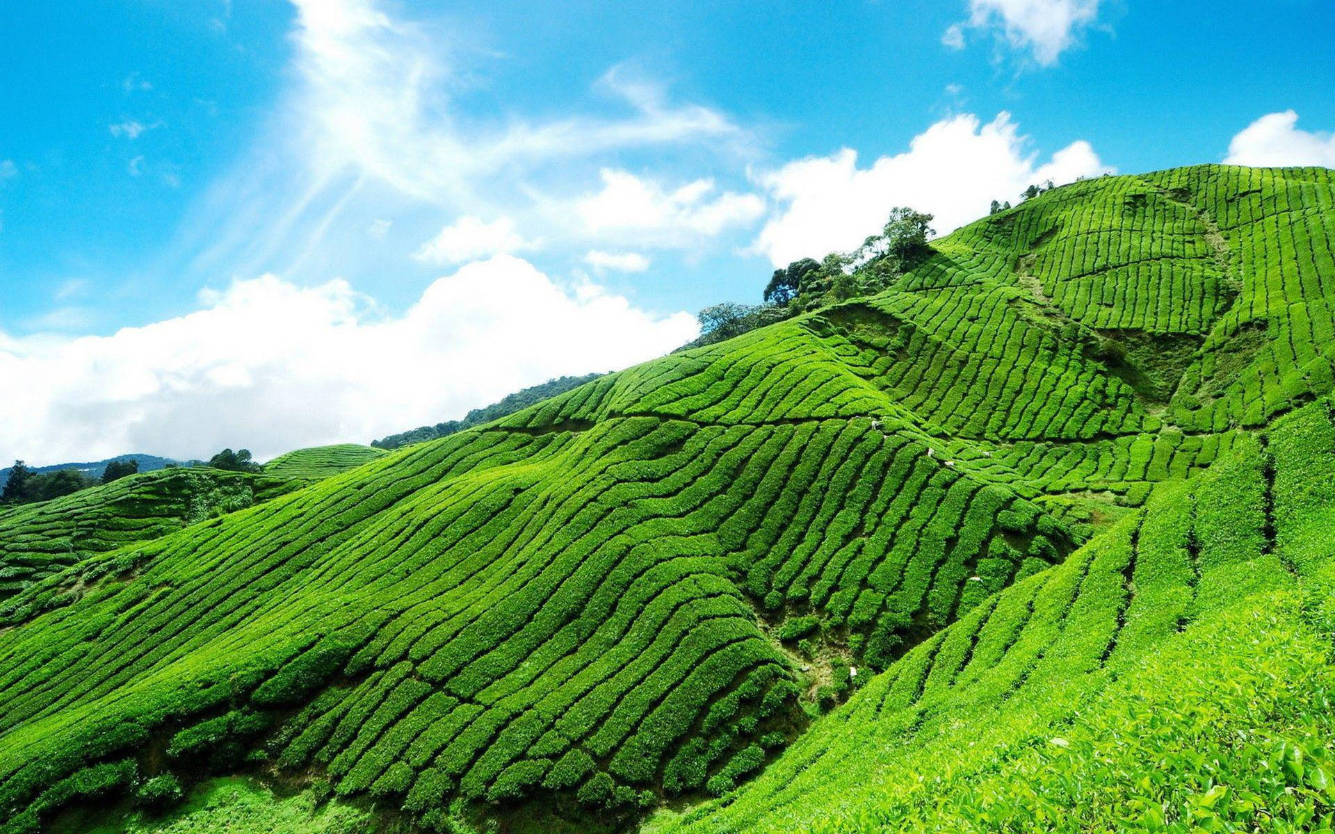 Munnar Emerald Tea Garden Wallpaper