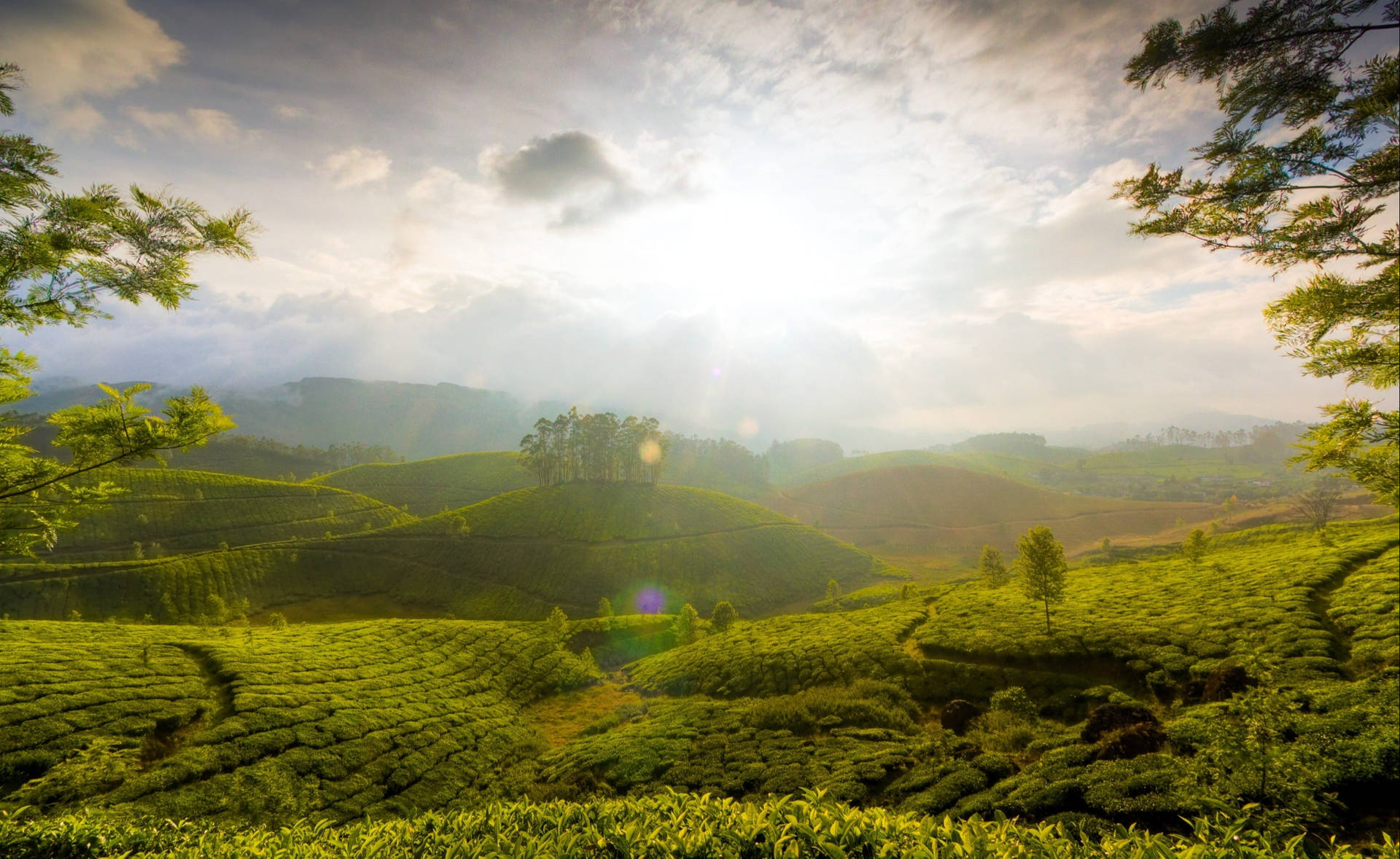 Munnar Tea Garden Sunrise Wallpaper