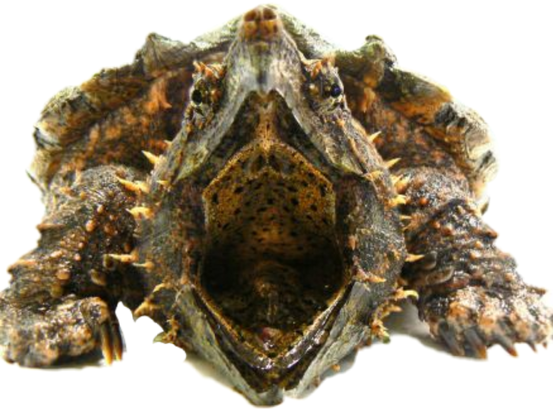 Murex Shell Close Up PNG