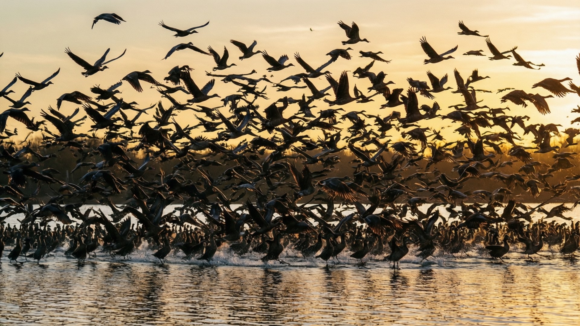 Murmuration Fonds d'écran
