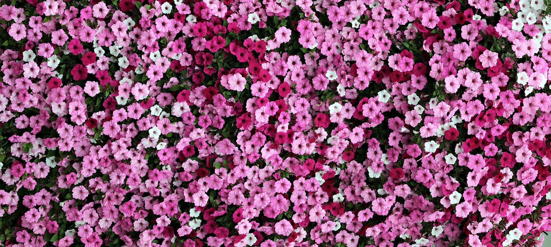 Muro Di Fiori Di Colore Rosa Sfondo