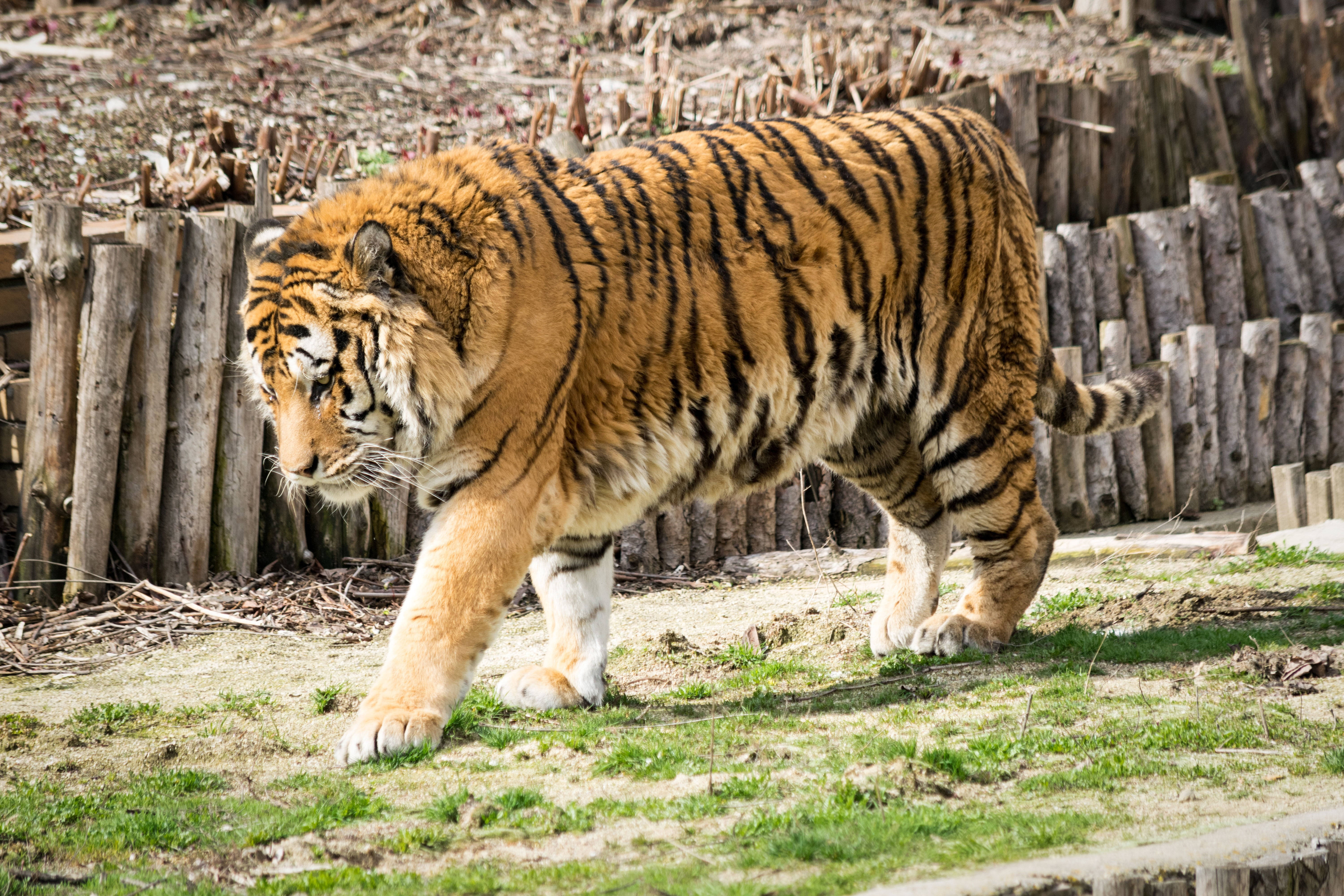 Muscular Animal 8k Tiger Uhd Background