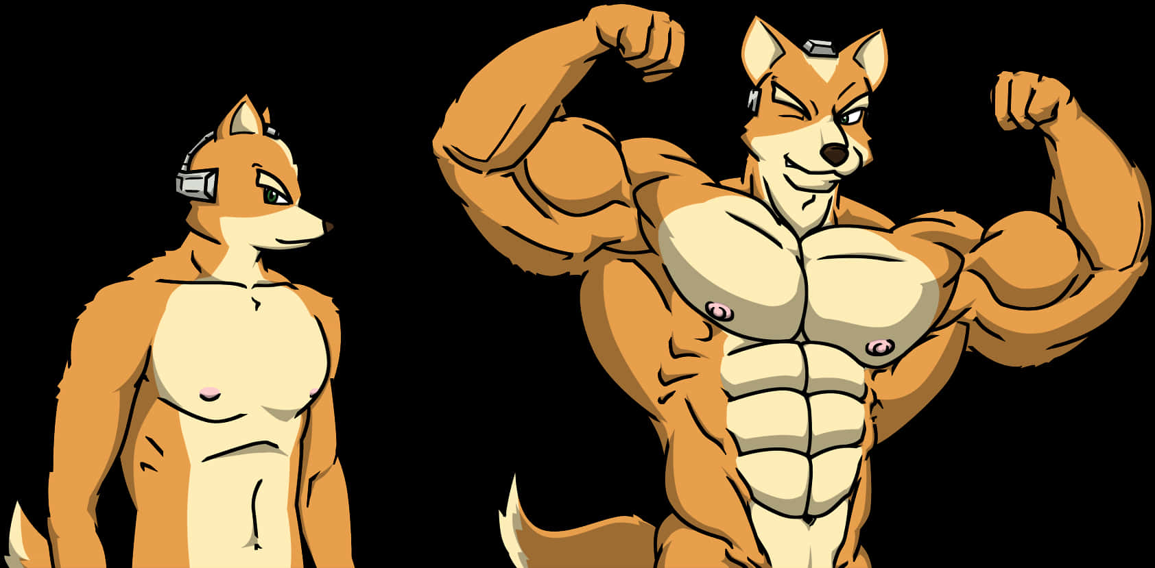 Muscular Anthropomorphic Fox Transformation PNG