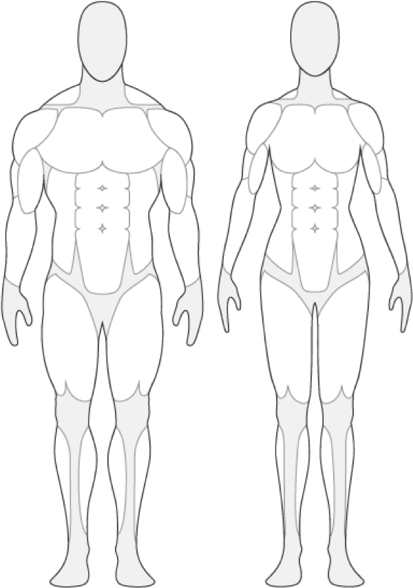 Muscular System Outline Frontand Back View PNG