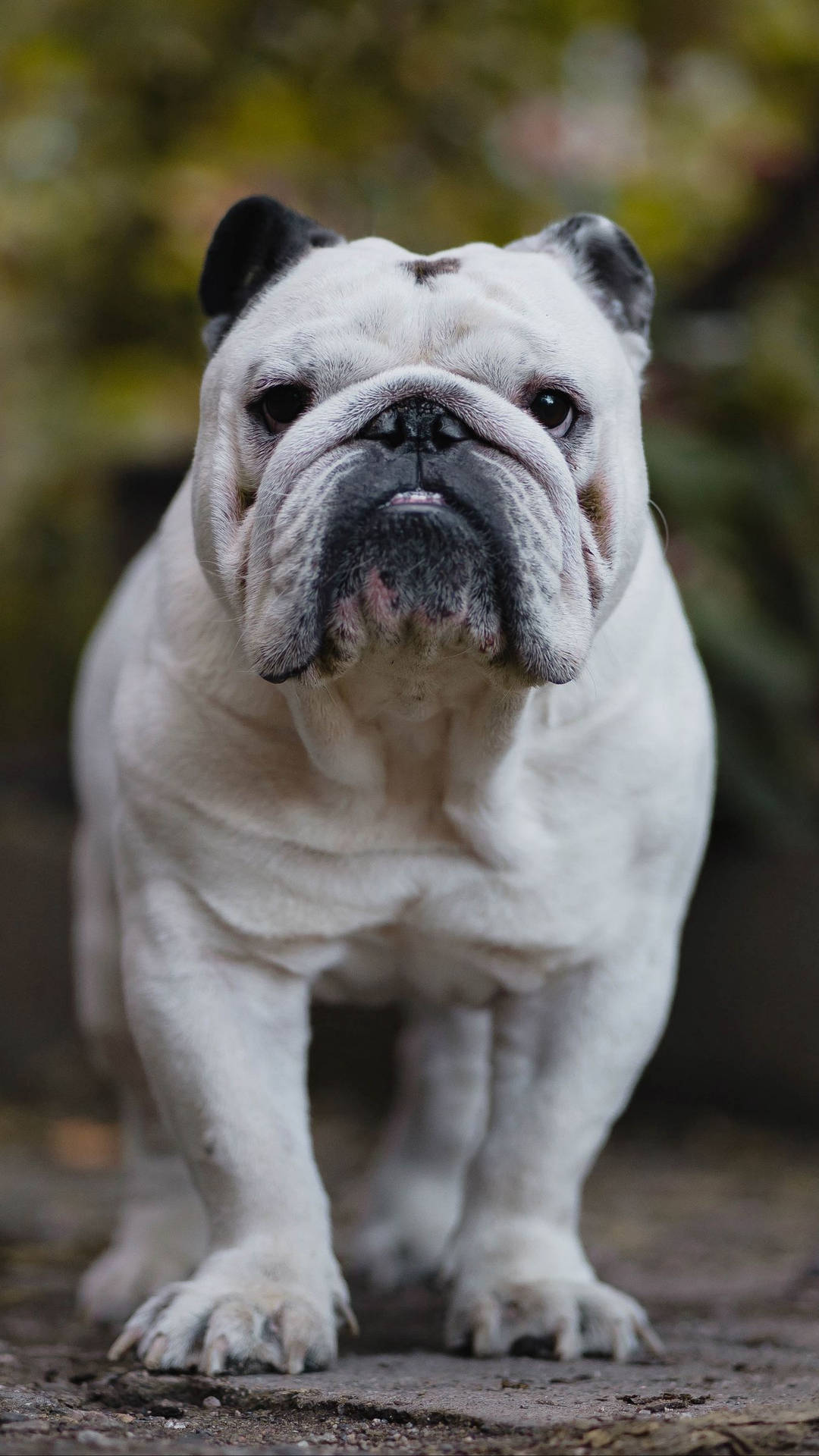 Muscular White English Bulldog Background