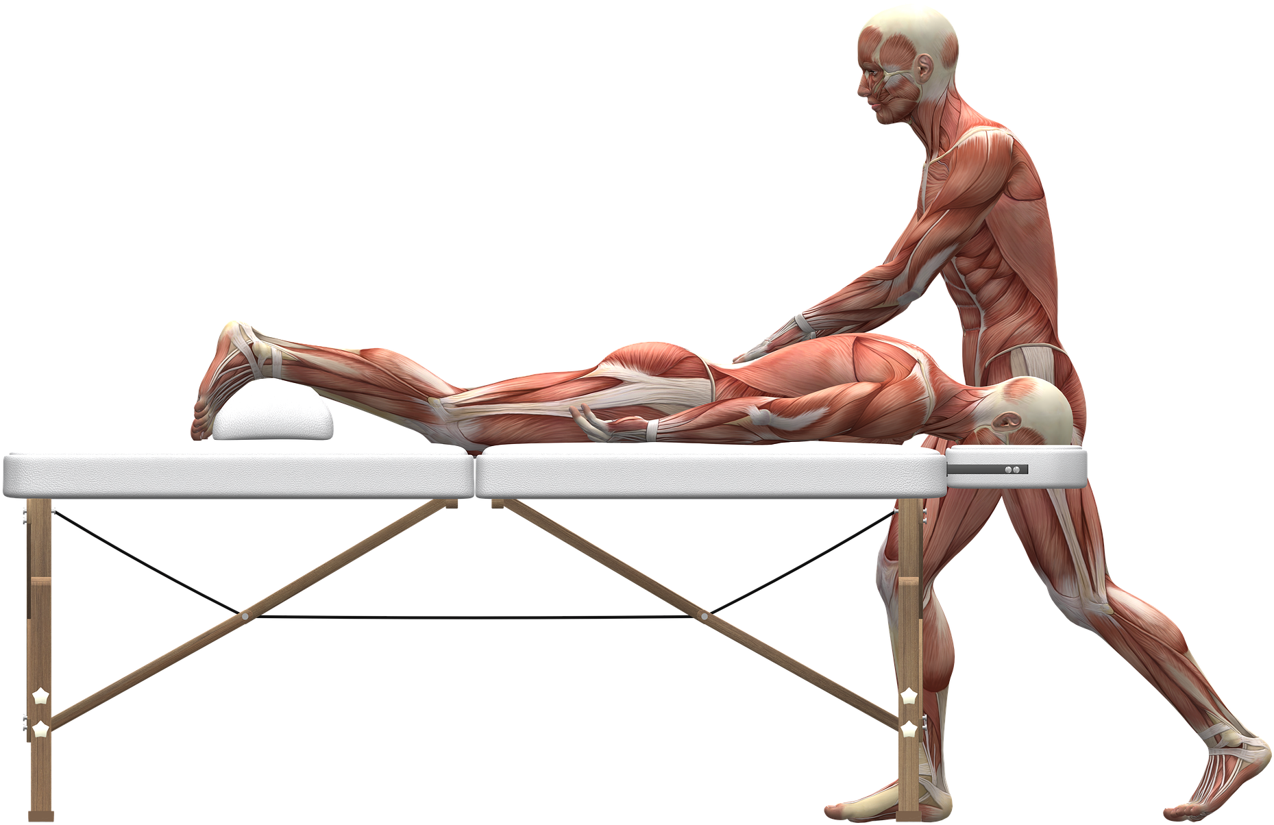 Muscular_ Anatomy_ During_ Massage PNG