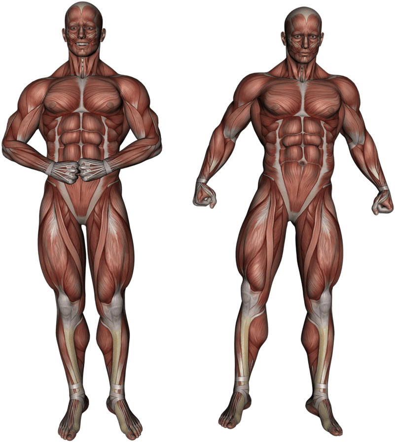 Muscular_ System_ Anatomy_ Illustration PNG