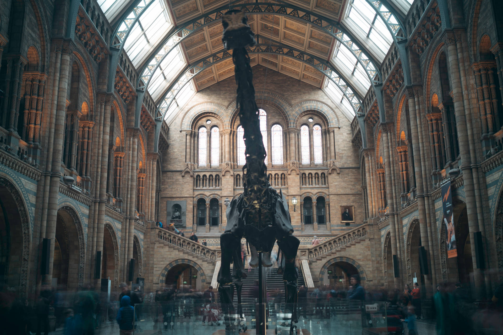 Museum Dinosaur Fossil Background