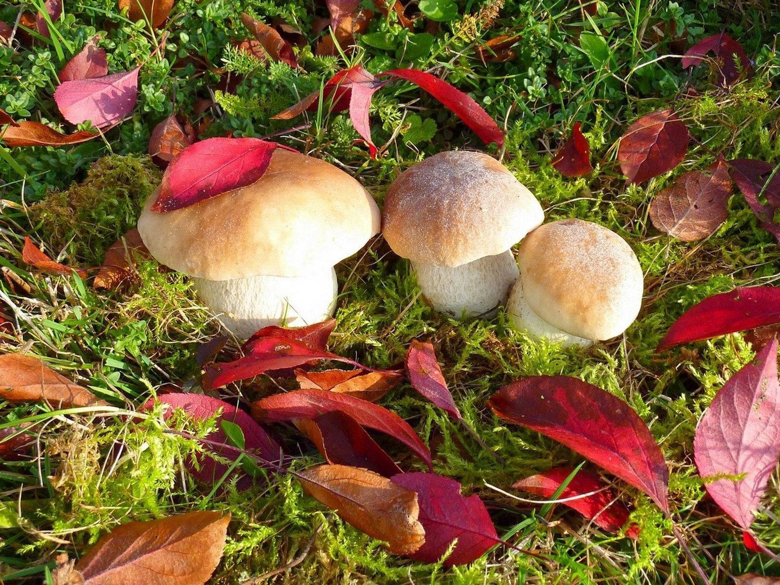A beautiful autumn day in the forest filled with wild mushrooms Wallpaper