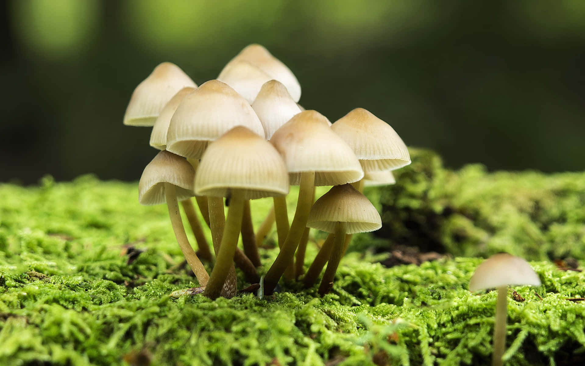 Mushrooms Growing On Moss In The Forest