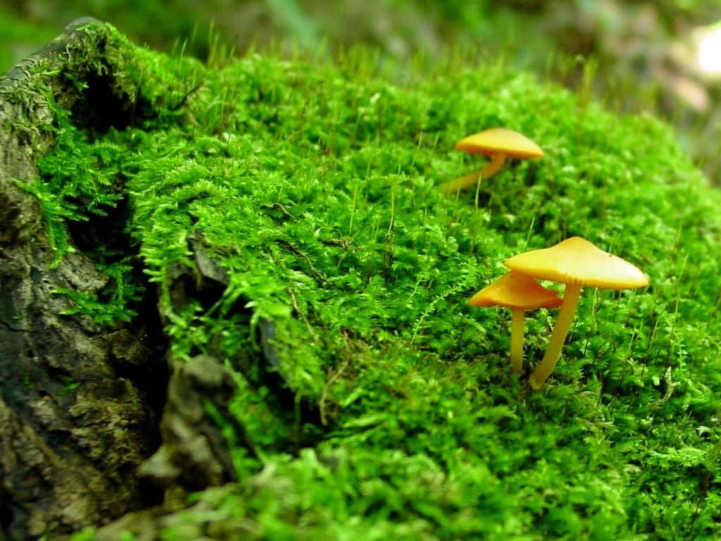 Dive Into Mysterious Mushroom Fantasy World