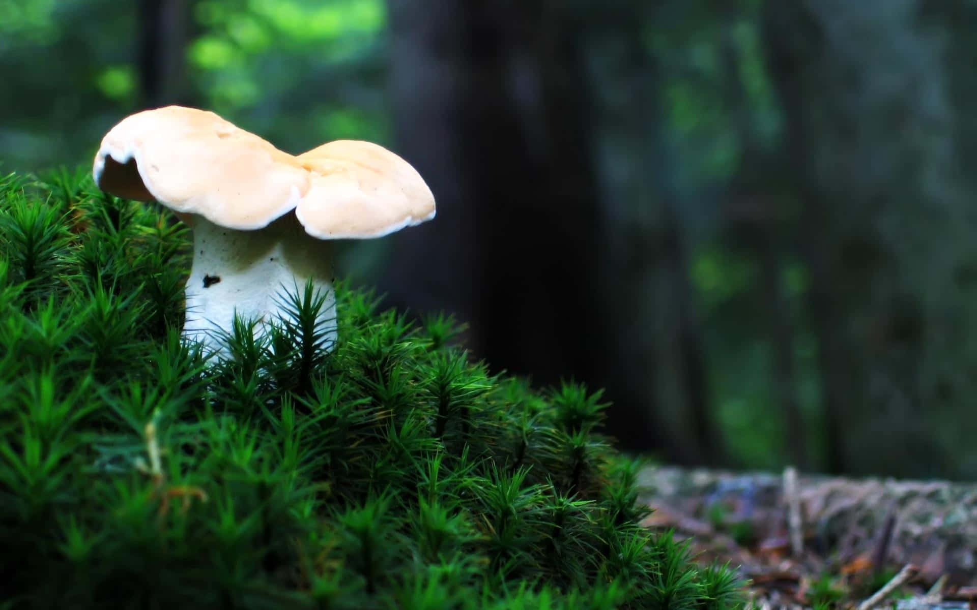 Explore the Magical World of Mushrooms