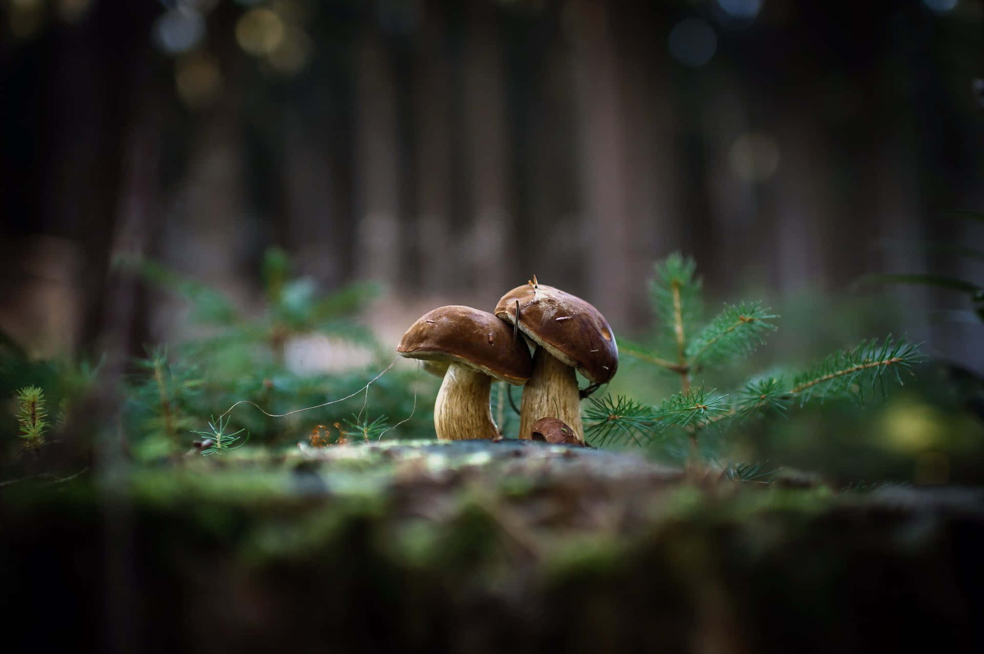 Two Mushrooms Sitting On Top Of A Tree Stump
