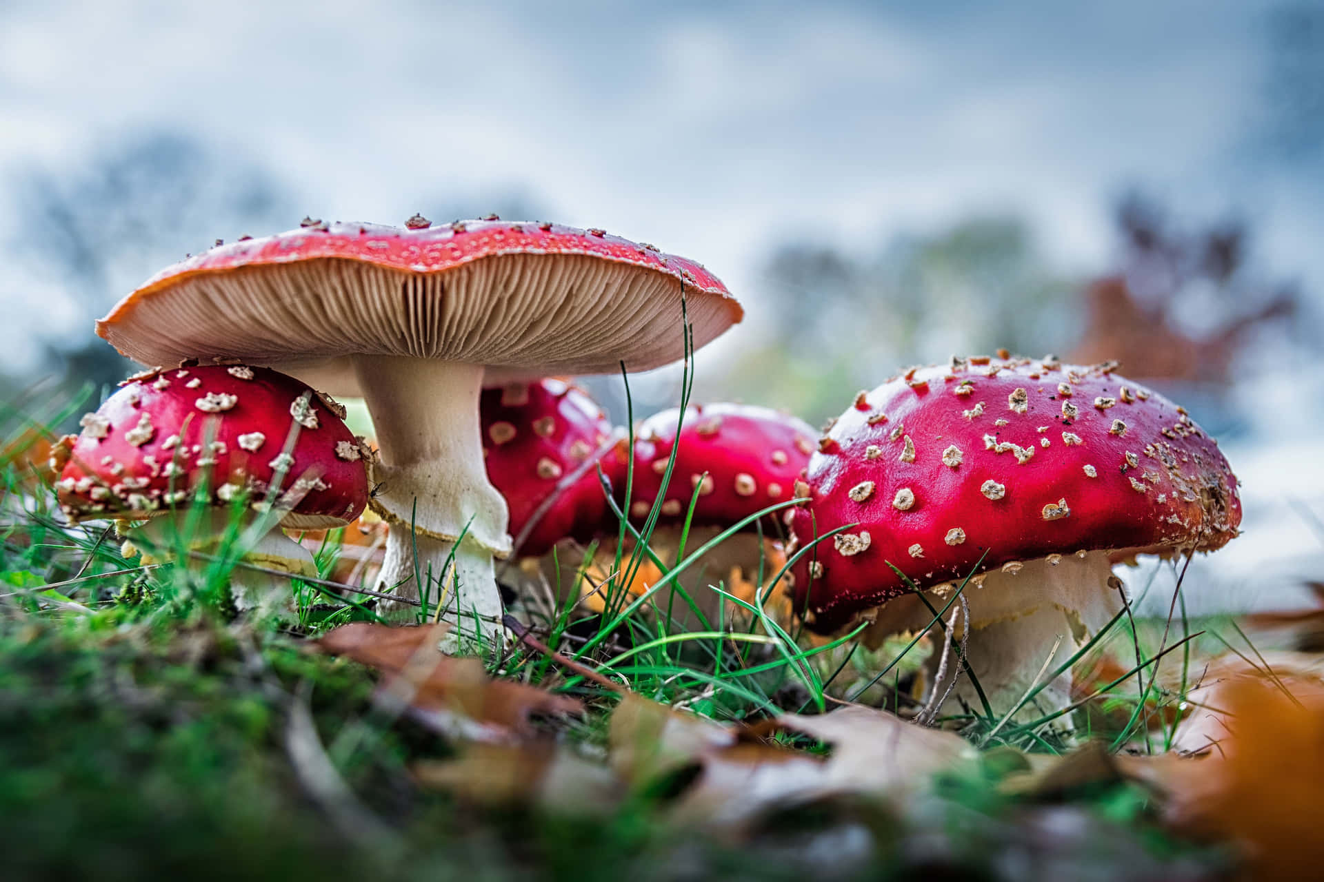 Red Mushrooms In The Grass With Leaves