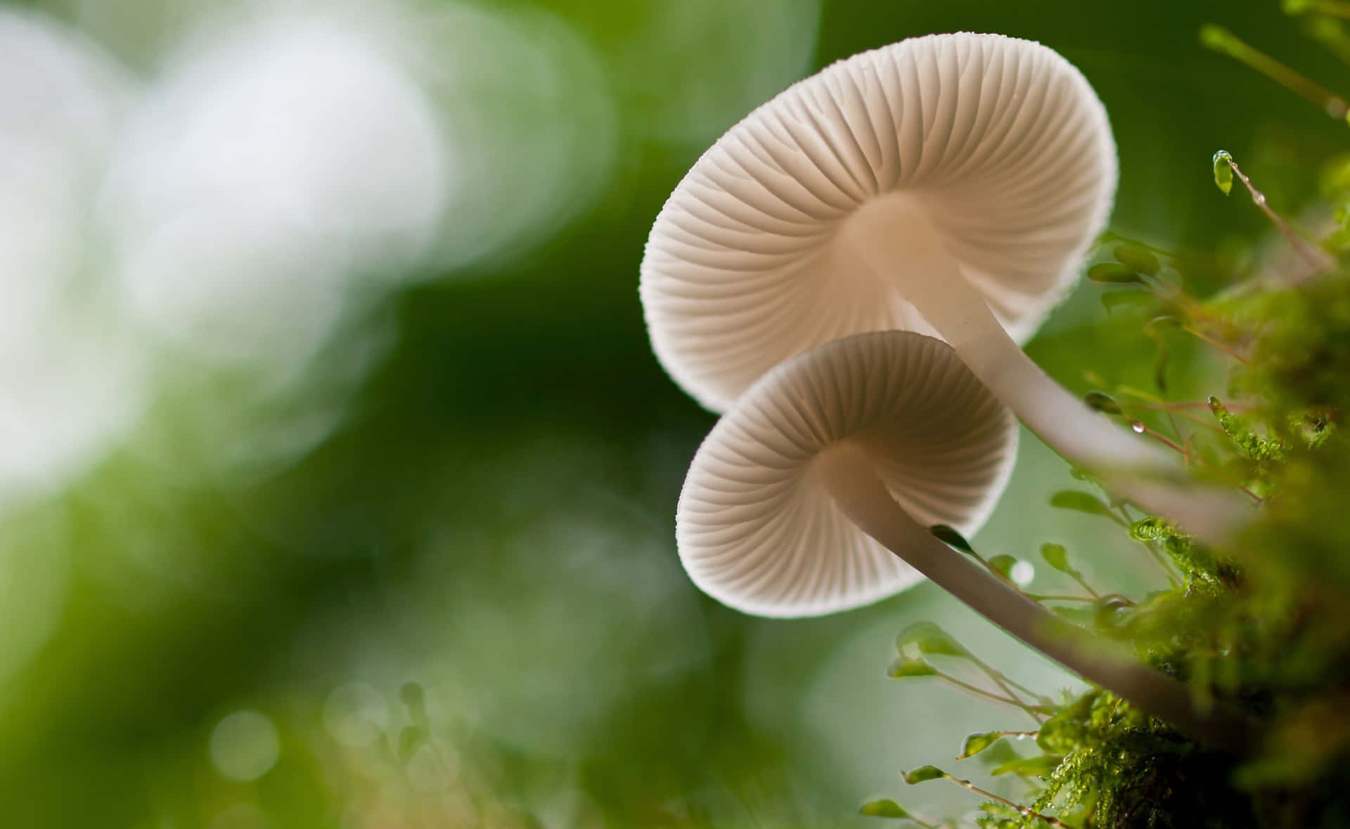 Get lost in a whimsical forest with delicious mushrooms