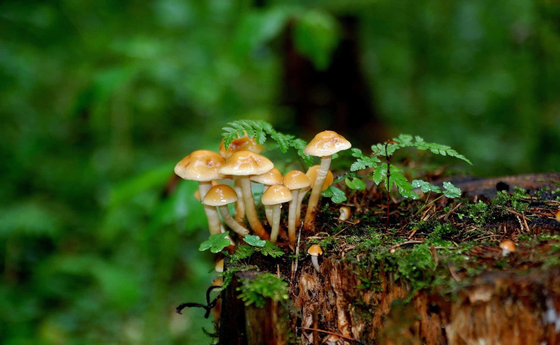 Mushrooms Growing On A Tree Stump
