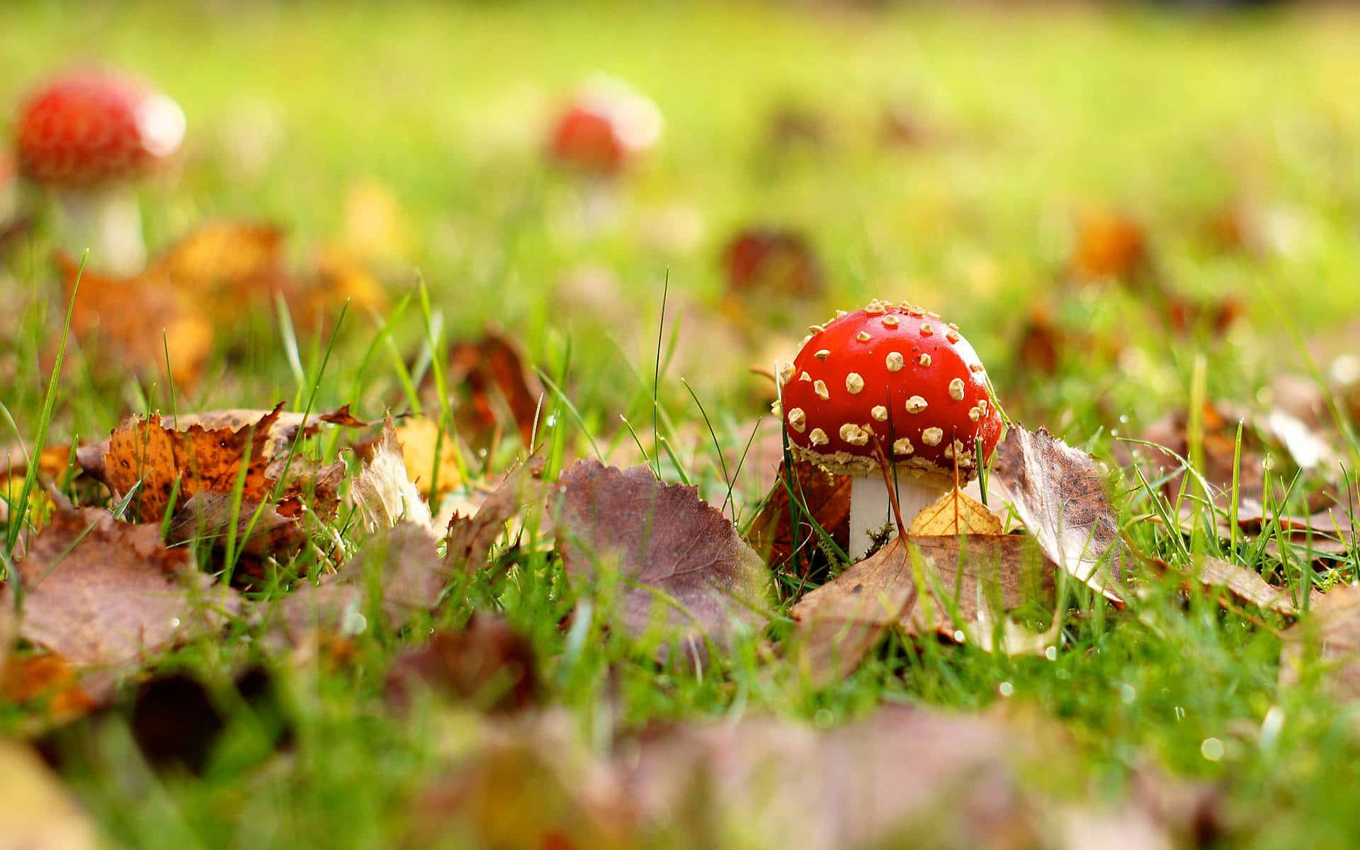A glistening, wet mushroom brightens an autumn walk