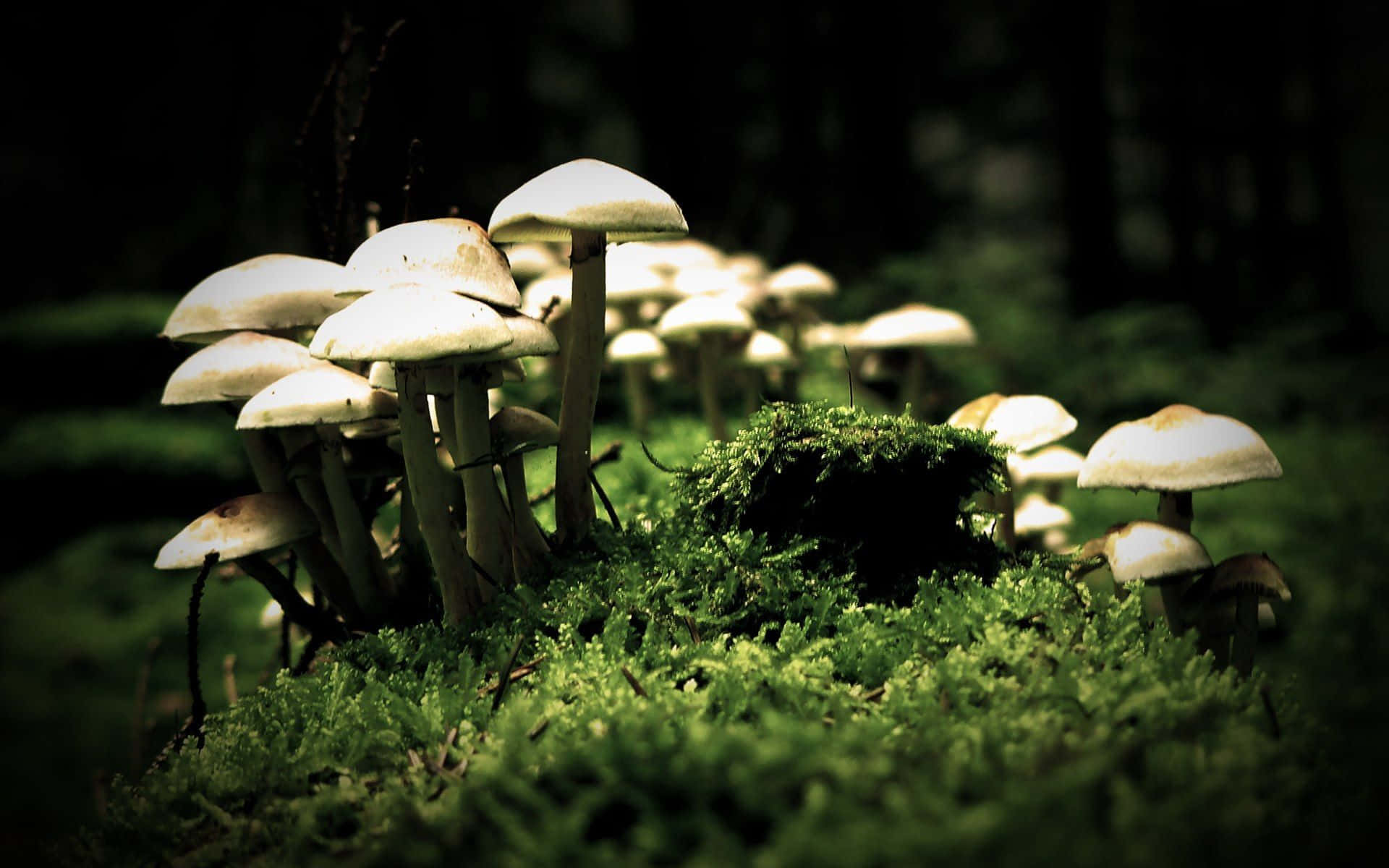 Dig into the depths of the forest to uncover beautiful mushrooms