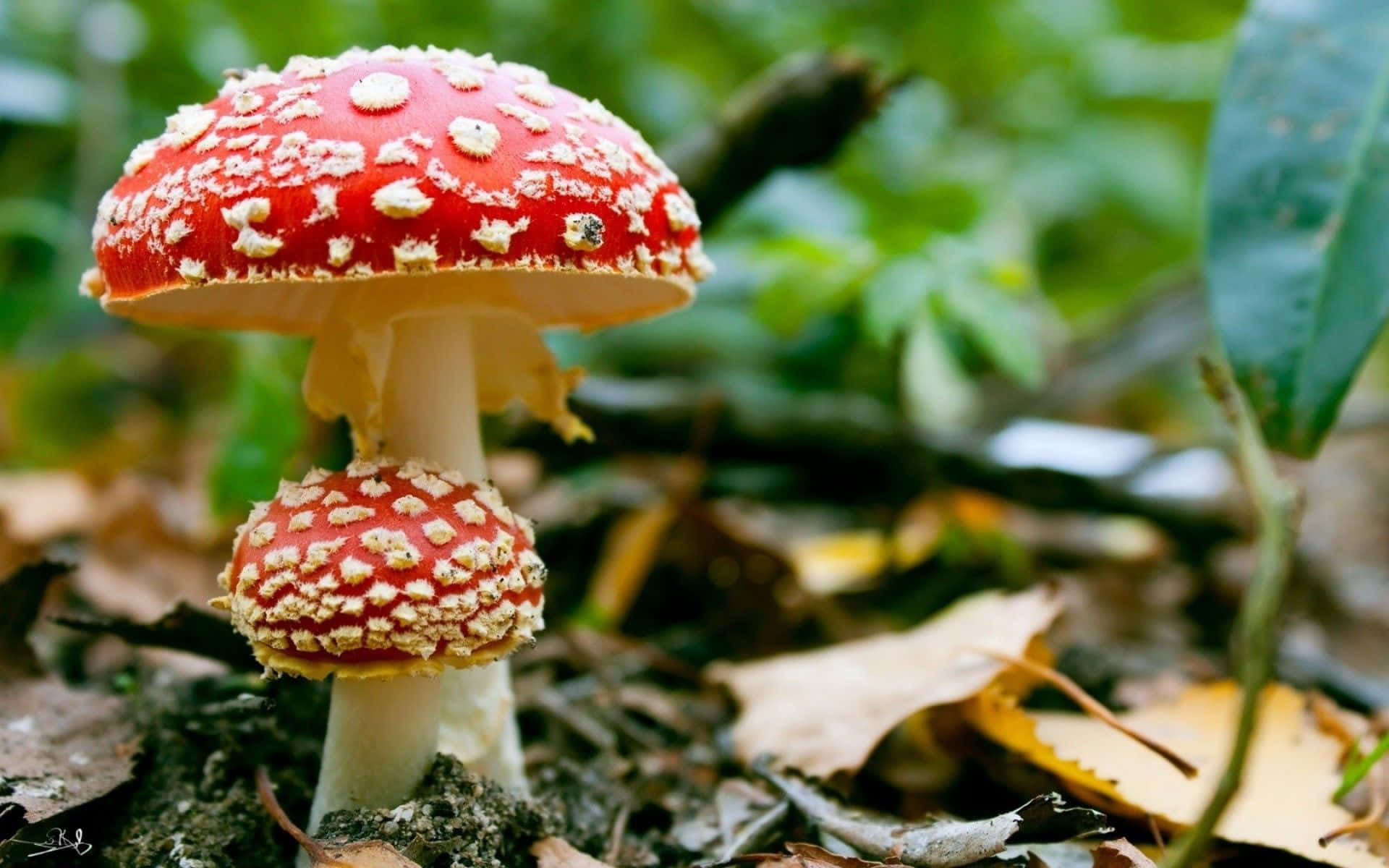 Enjoy the beauty of nature - A Red Mushroom Amongst Leaves