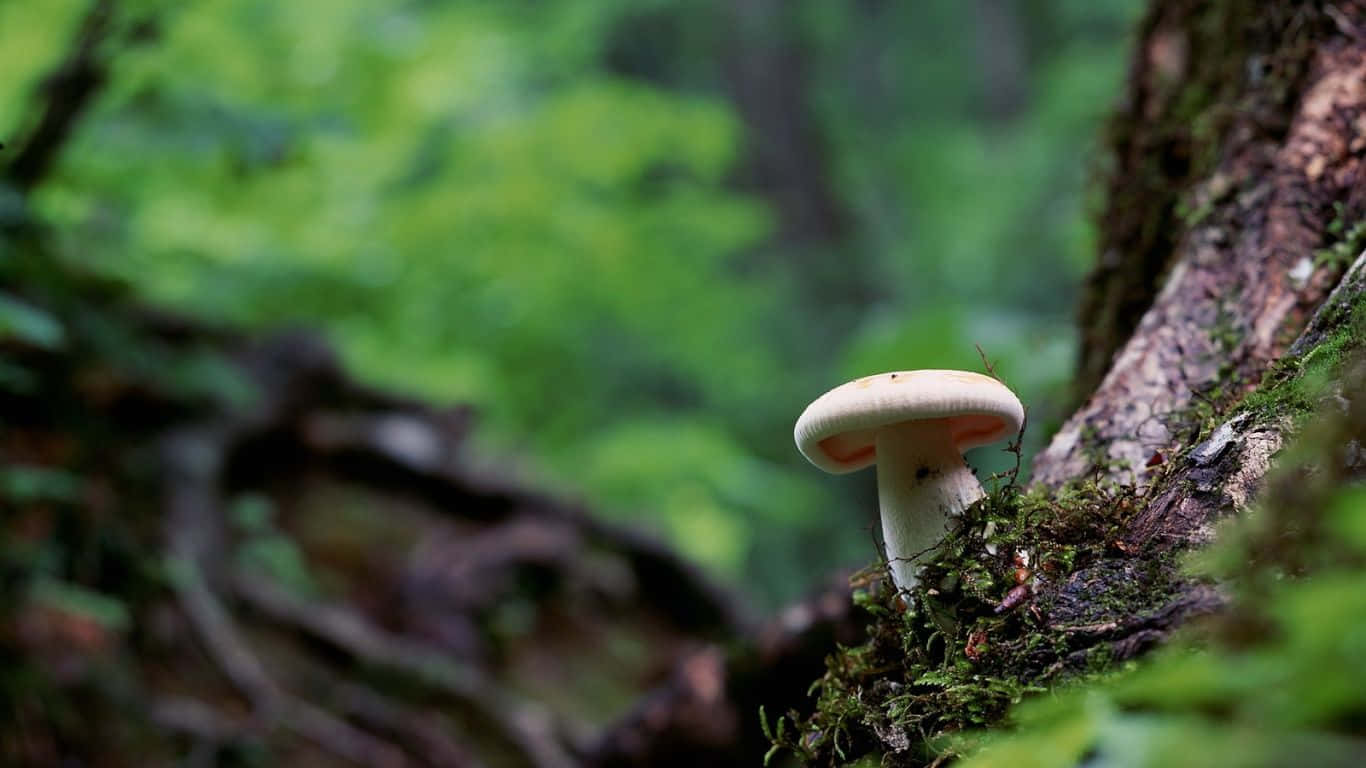 A sea of mushrooms in nature