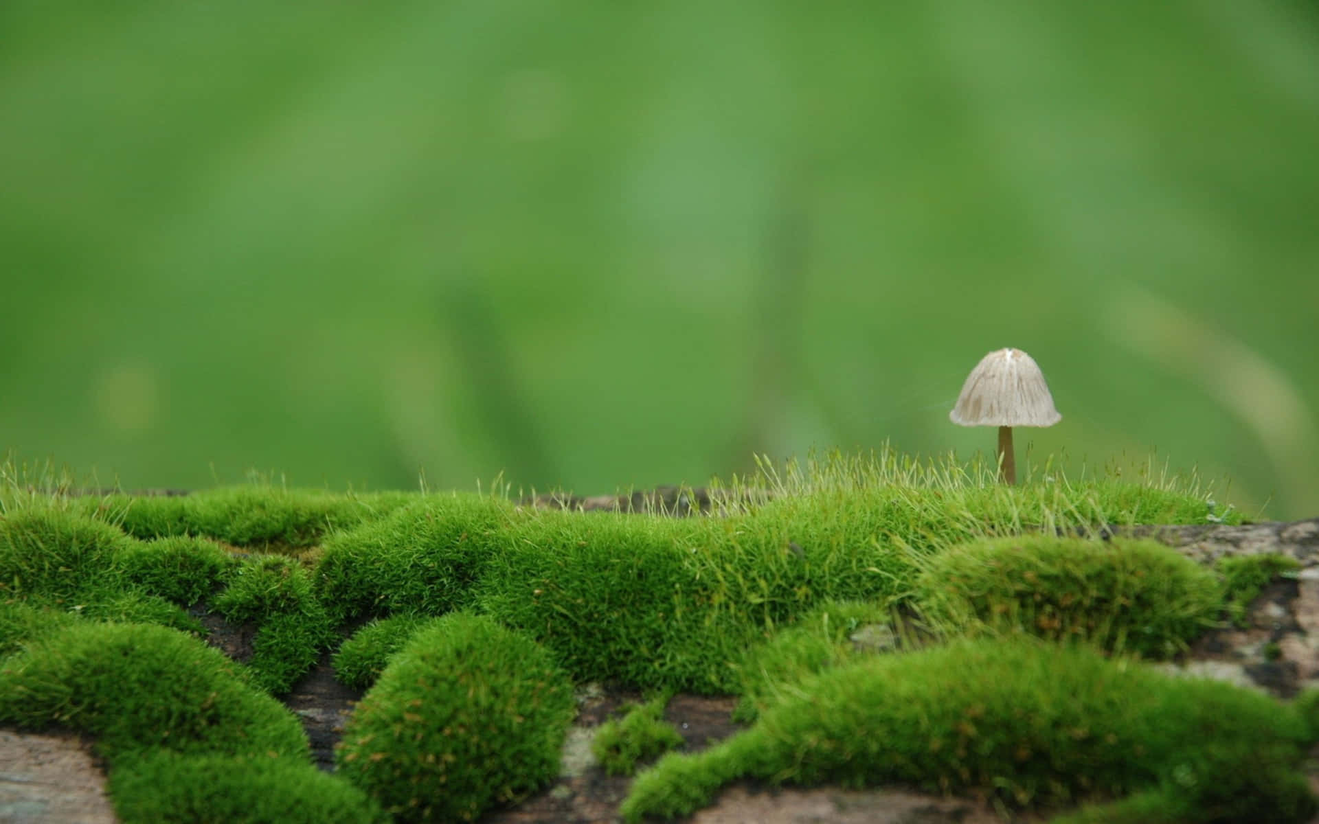 Enchanting, Colorful Mushroom Scene