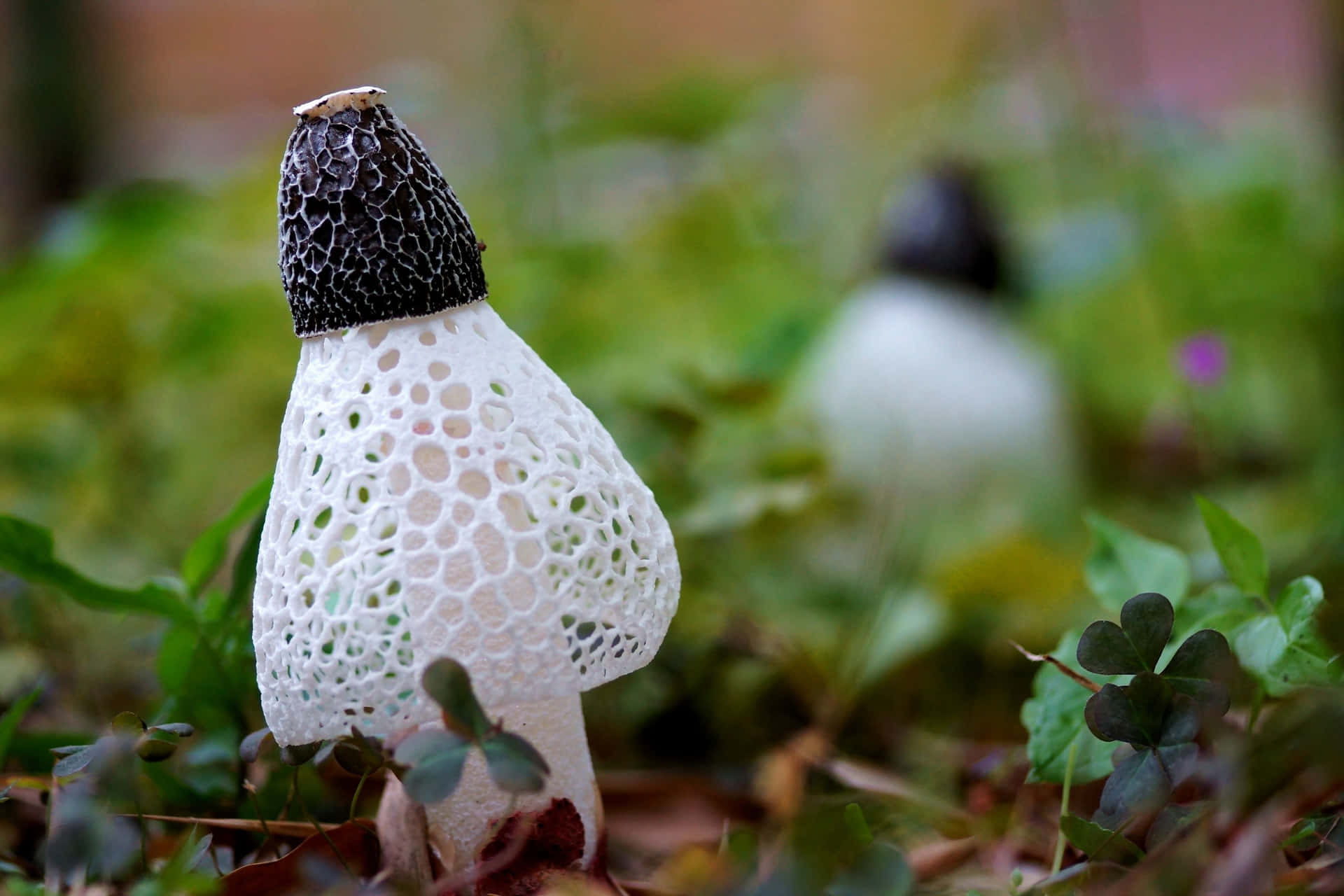 Discover the mysterious Mushroom Forest