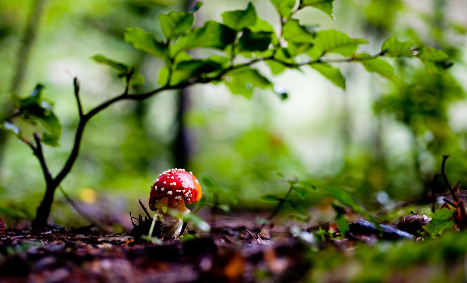 "A unique and beautiful mushroom in the woods"