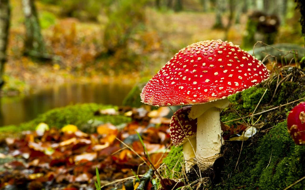 Färgstarkasvampar Som Växer Vilt I Skogen.