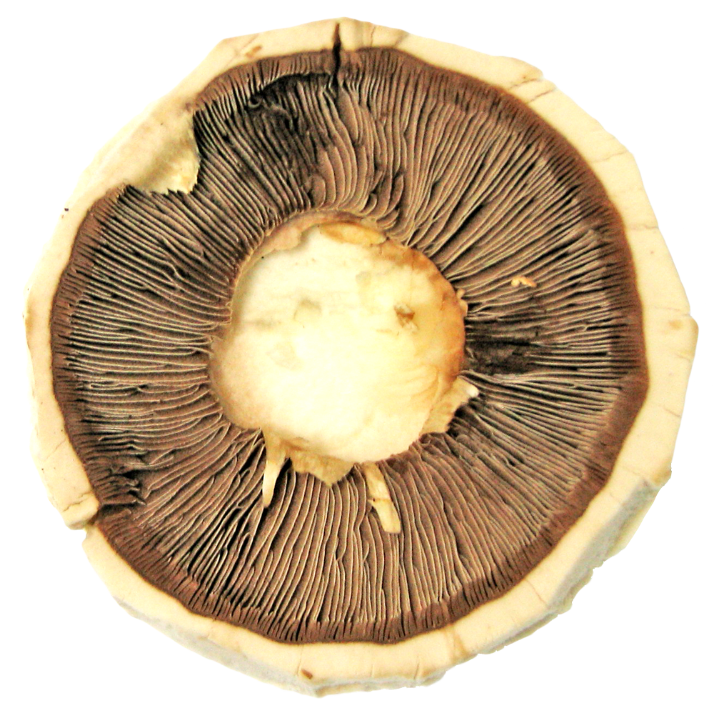Mushroom Cap Gills Texture PNG