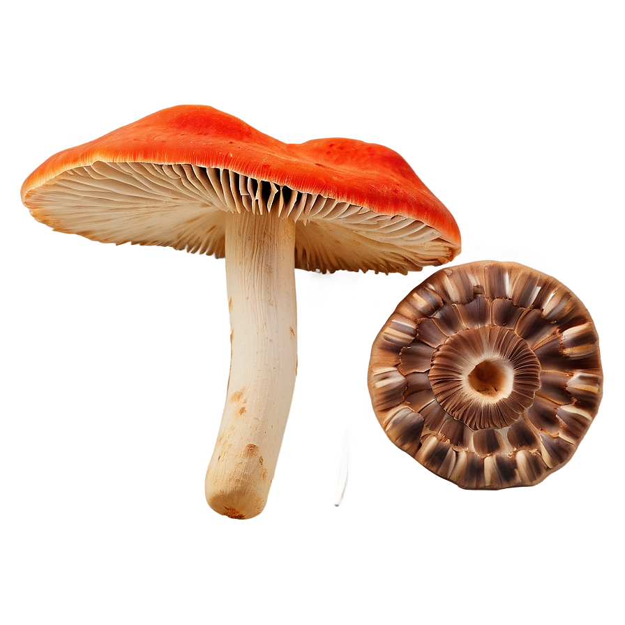 Mushroom Foraging Kit Png 05242024 PNG