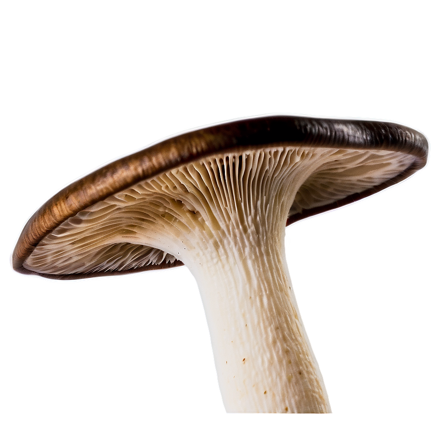 Mushroom Gills Png 05242024 PNG