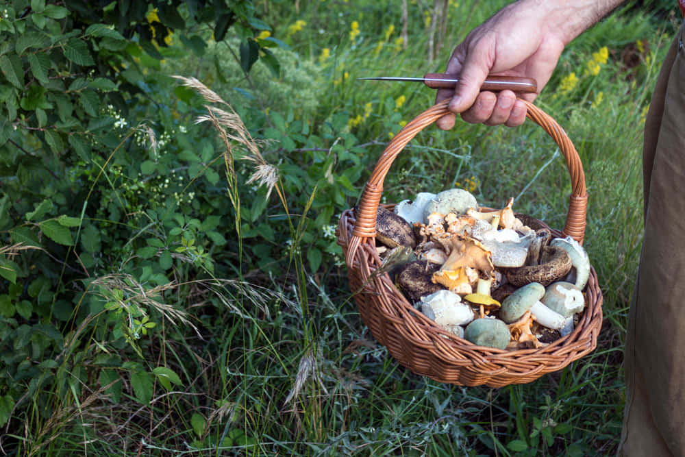 A Man Holding A Basket Of Mushrooms